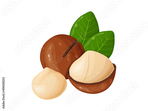 Macadamia nuts. Australian nut, healthy food. Whole and cracked nuts.