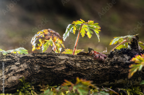 Der Kleine Storchschnabel wächst in Wäldern, Parks und Gärten. Die zarten Blüten sind blass lilafarbenen. Die Pflanzen werden in der Medizin verwendet, können gegessen oder als Tee zubereitet werden.