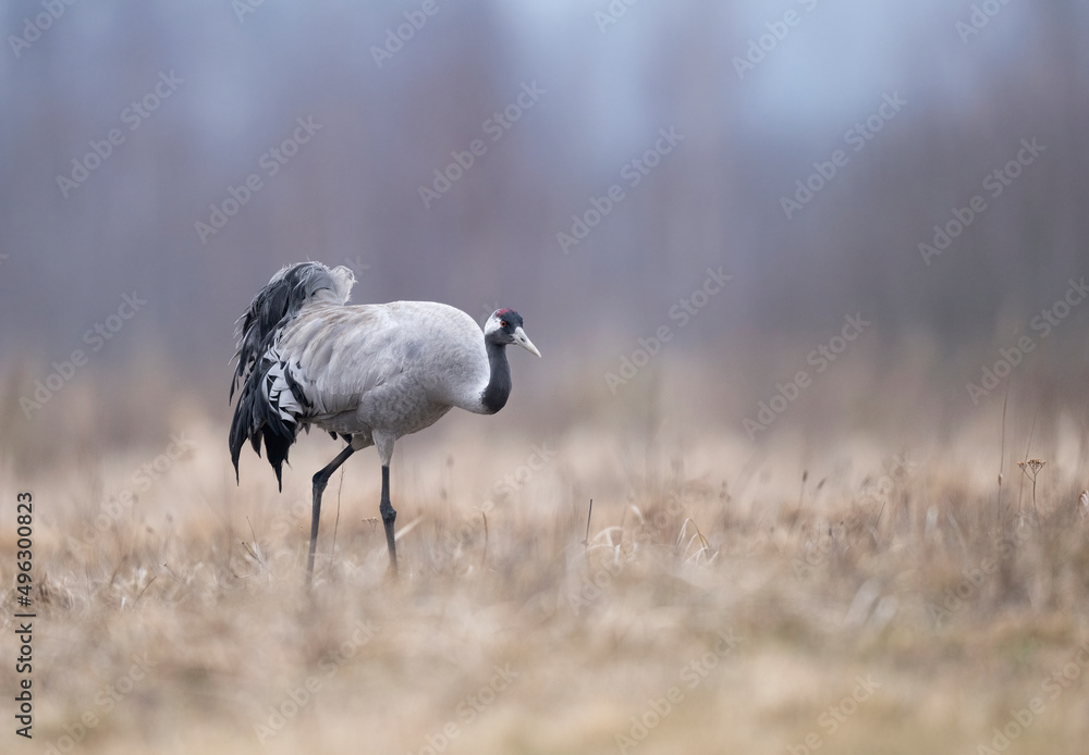 Common crane bird ( Grus grus ) Common crane bird ( Grus grus )