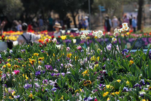 field of tulips
