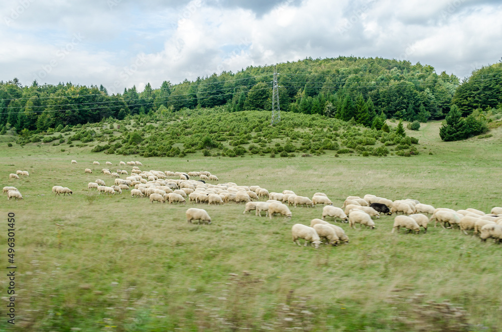 Obraz premium Herd of Sheeps Graze on Grass in a Green Field in the Countryside of Croatia. Natural Environment with Free Animals. Trees and Hills in Background