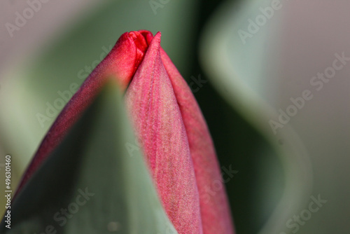 red tulip closeup