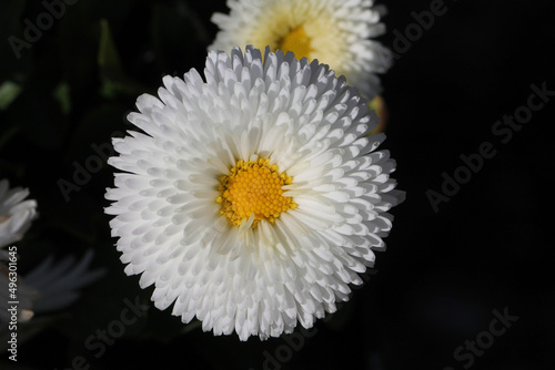 white daisy flower