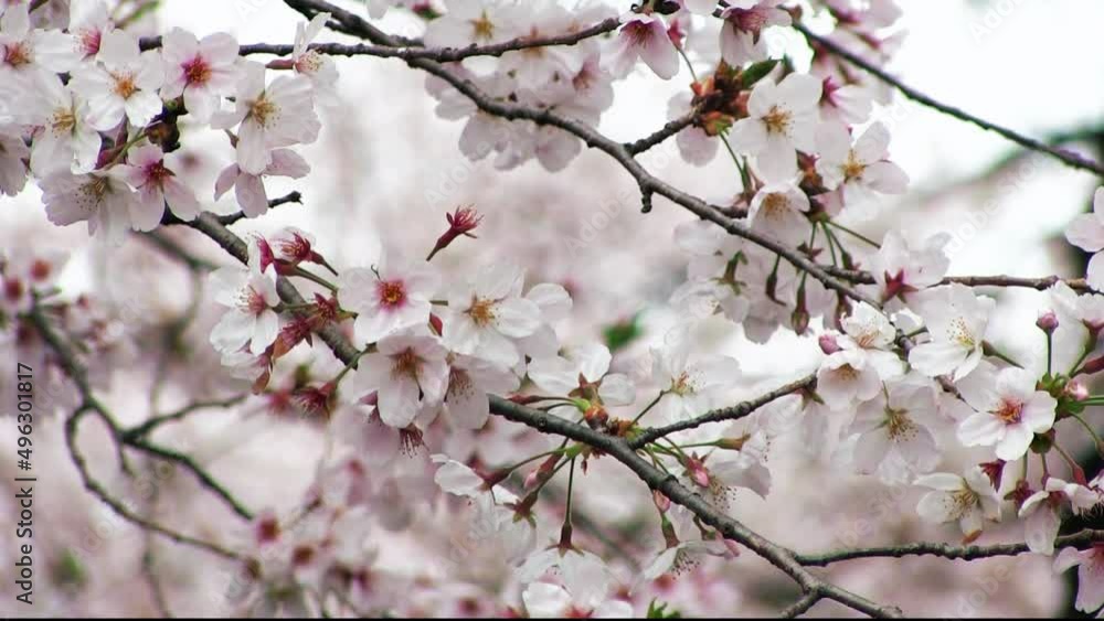 二ヶ領用水宿河原堀 満開の桜 クローズアップ 吉野桜 二ヶ領用水宿河原堀 満開の桜 クローズアップ 吉野桜