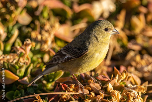 Lesser goldfinch female perching on succulent plants in the morning sun. © Brian