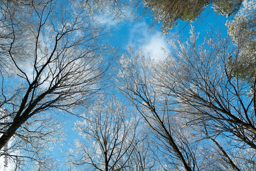 Snow-capped treetops against the sky, winter sunny day Snow-capped treetops against the sky, winter sunny day