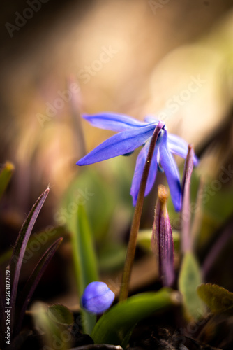 tiny blue flower closeup