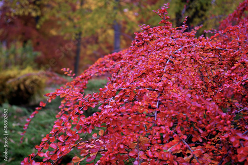Jesienne kolory w parku