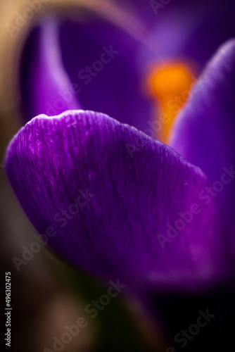 purple crocus flowers