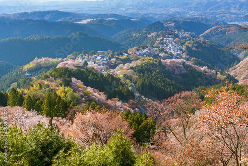 吉野山とその道中を彩る桜並木