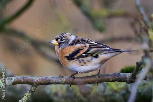 Brambling (Fringilla montifringilla)