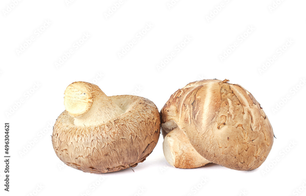 Shiitake mushroom isolated on White background Shiitake mushroom isolated on White background