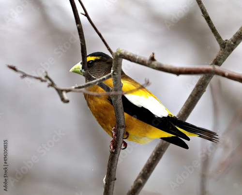 Evening Grosbeak, Male, Springtime in Algonquin Provinvial Park, Ontario, Canada