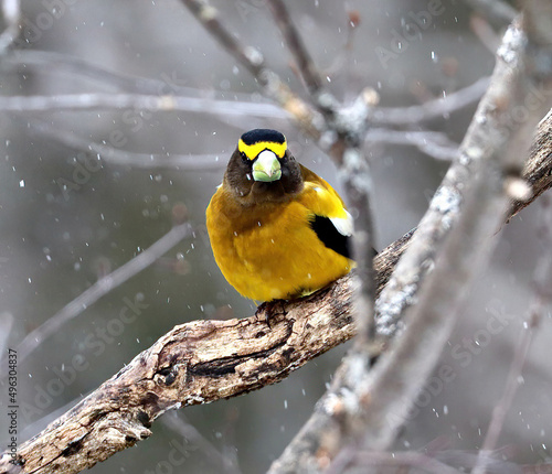 Evening Grosbeak, Male, Springtime in Algonquin Provinvial Park, Ontario, Canada