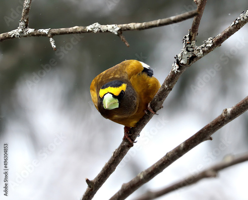 Evening Grosbeak, Male, Springtime in Algonquin Provinvial Park, Ontario, Canada