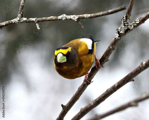Evening Grosbeak, Male, Springtime in Algonquin Provinvial Park, Ontario, Canada
