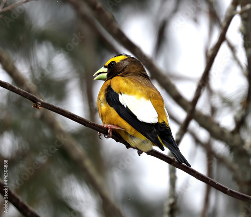Evening Grosbeak, Male, Springtime in Algonquin Provinvial Park, Ontario, Canada