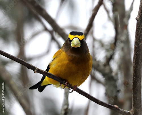 Evening Grosbeak, Male, Springtime in Algonquin Provinvial Park, Ontario, Canada