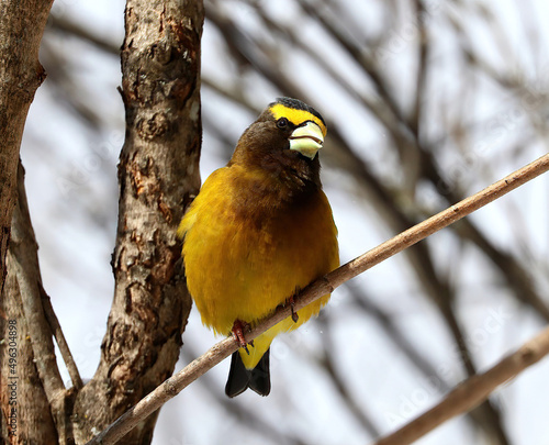 Evening Grosbeak, Male, Springtime in Algonquin Provinvial Park, Ontario, Canada