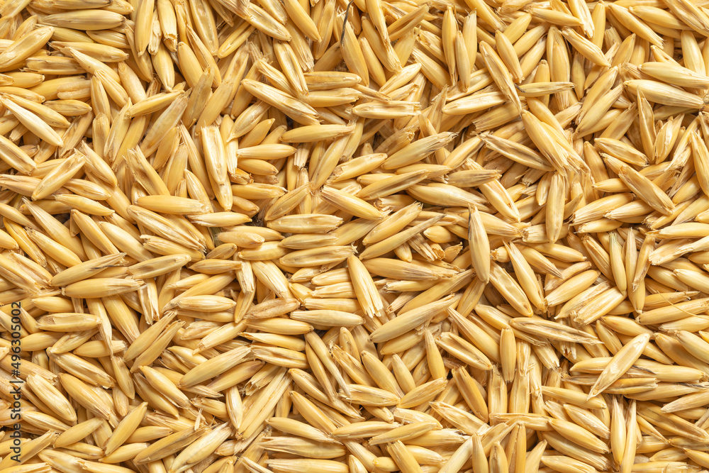 Background of seed oat grains. Dietary supplements, fiber, vitamins, healthy nutrition concept Background of seed oat grains. Dietary supplements, fiber, vitamins, healthy nutrition concept