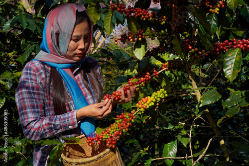 Raw or ripe Arabica and Robusta and organic coffee berries beans with agriculturist hands. Farmer crop fruit at farm in Java.