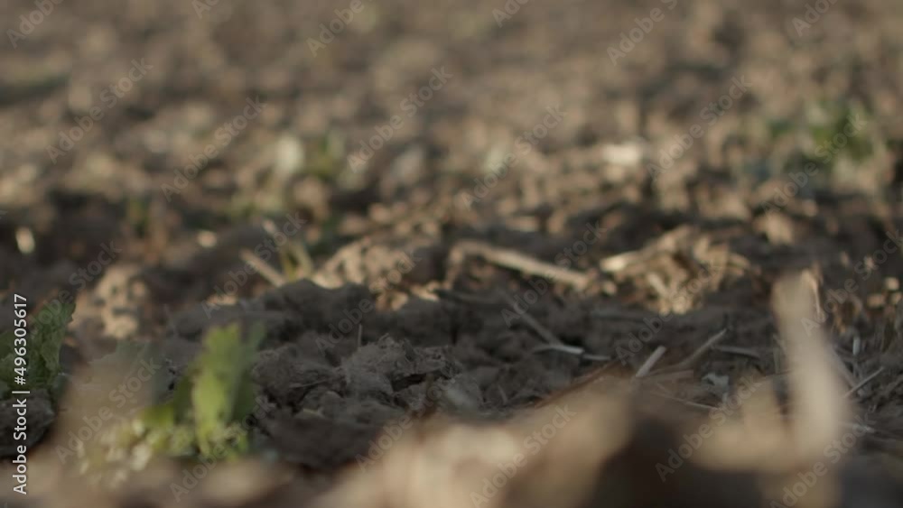A dry lump of dirt disintegrates into dust when it hits the ground. Slow-motion 120 fps A dry lump of dirt disintegrates into dust when it hits the ground. Slow-motion 120 fps