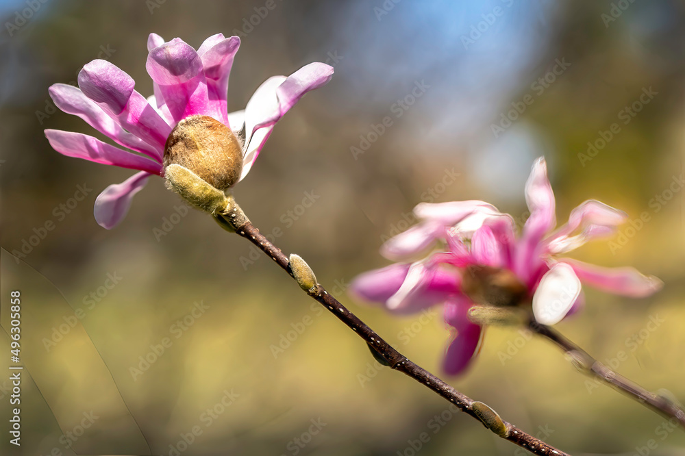 Obraz premium pink magnolia flowers