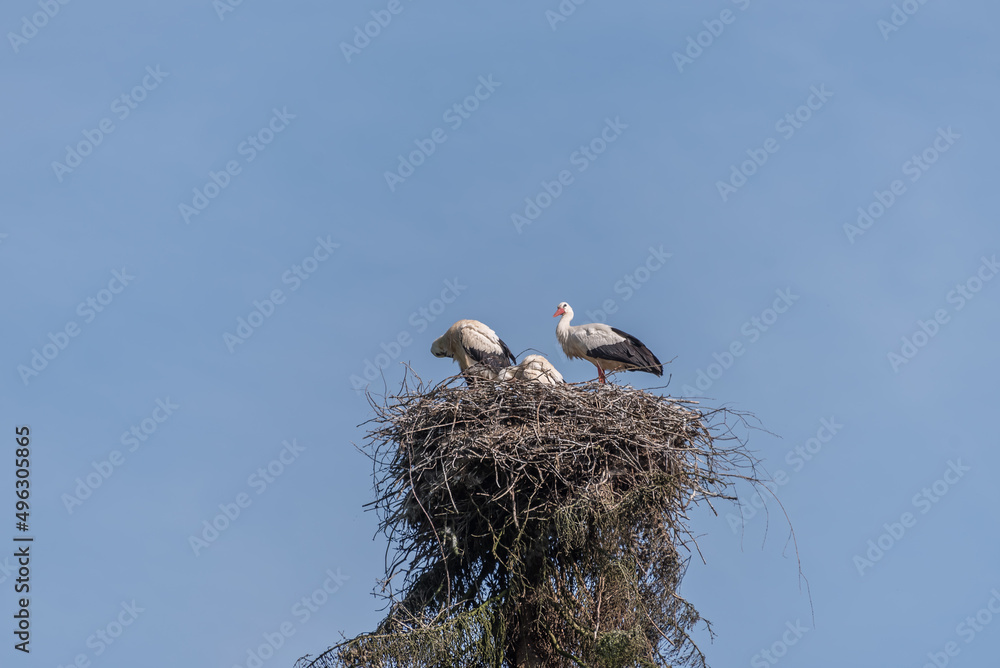 Fototapeta premium Family of storks in a nest on a tall tree in the background of the blue sky