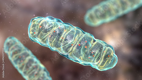 Konstfotografi Mitochondria, a membrane-enclosed cellular organelles, which produce energy