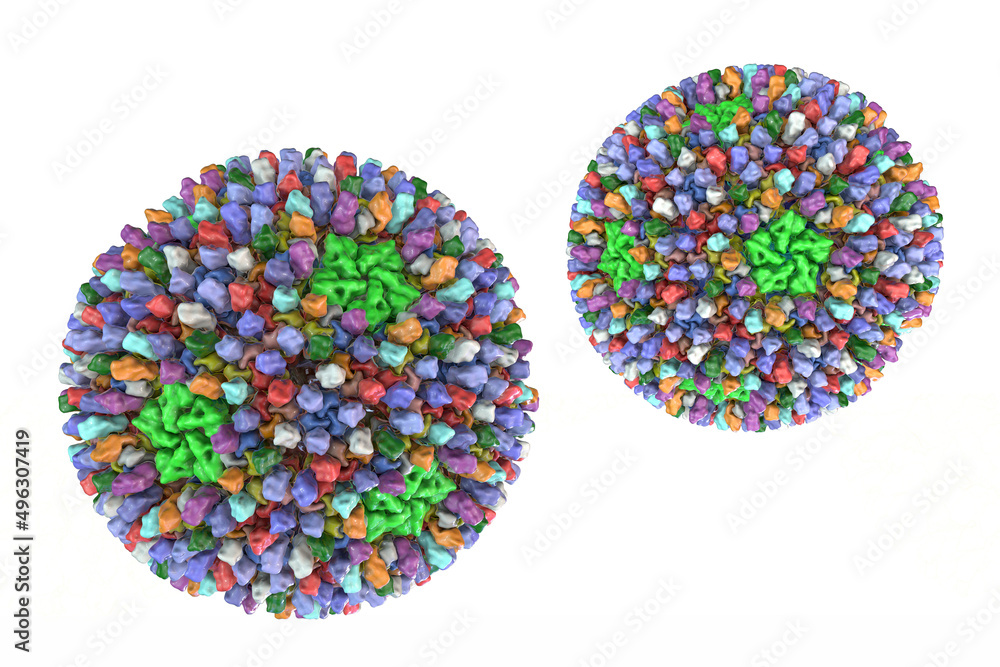 Reoviruses, viruses that cause infection of gastrointestinal and respiratory system