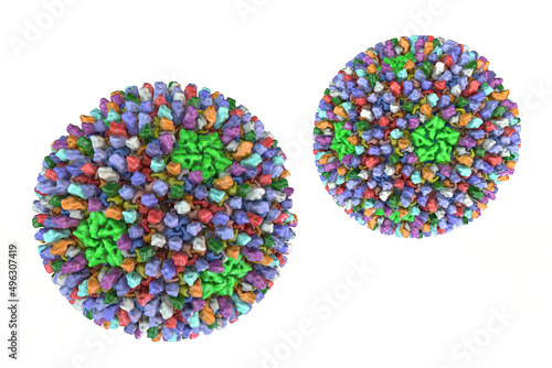 Reoviruses, viruses that cause infection of gastrointestinal and respiratory system photo