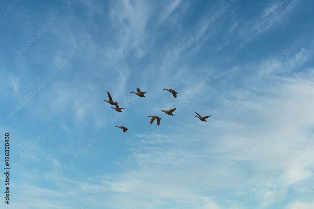 Fototapeta premium 快晴の青空の中を、群れで飛翔する野生のカモ