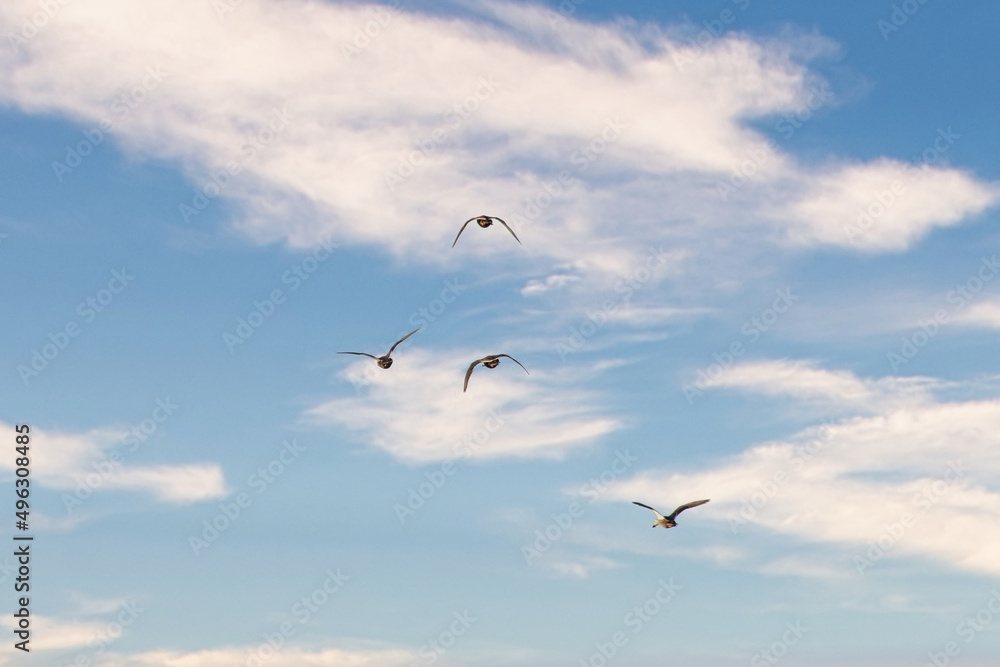 Obraz premium 快晴の青空の中を、群れで飛翔する野生のカモ