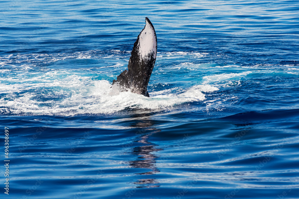 Fototapeta premium pectoral fin of humpback whale above surface