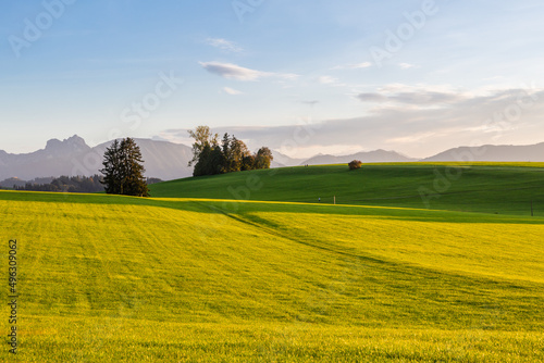 Panoramic view of beautiful sunny landscape in the Alps with fresh green meadows field in the front and mountain tops in the background with blue sky and clouds, bavaria, allgäu,seeg © fotolight007