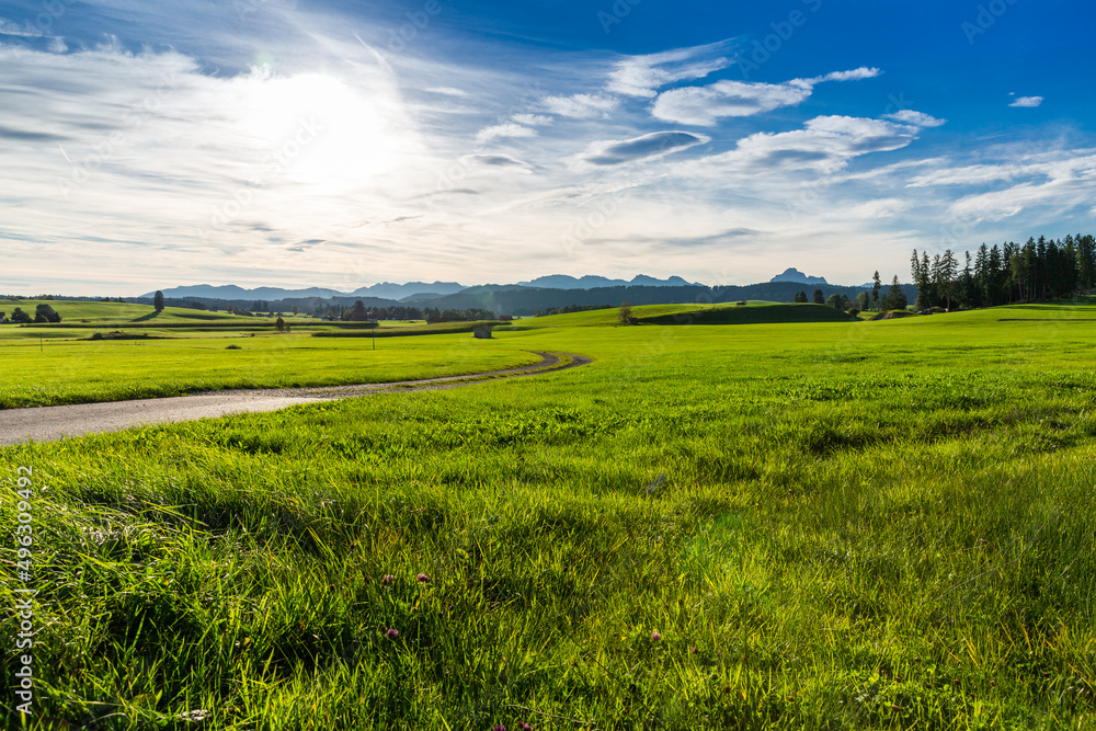 Panoramic view of beautiful sunny landscape in the Alps with fresh green meadows
field in the front and mountain tops in the background with blue sky and clouds, bavaria, allgäu,seeg