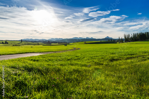 Panoramic view of beautiful sunny landscape in the Alps with fresh green meadows field in the front and mountain tops in the background with blue sky and clouds, bavaria, allgäu,seeg