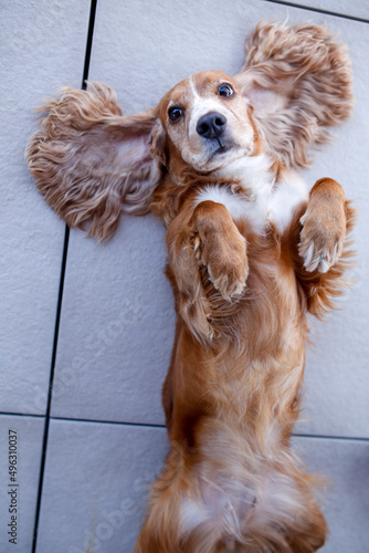 Cokerteneramente si butta per terra per farsi fare le coccole 
