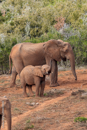 African elephant, Addo Elephant National Park