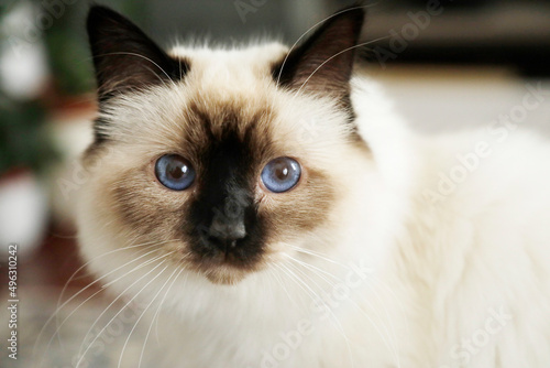 Bellissimo gatto chiaro con occhi azzurri  photo