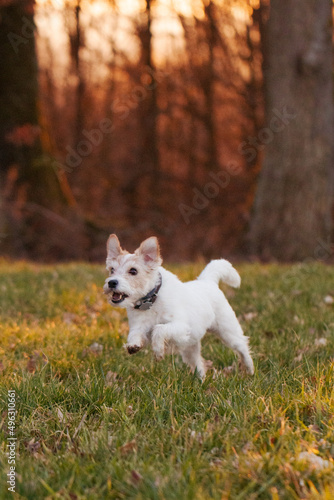 Parson Russell Terrier rennt auf einer Wiese im Sonnenuntergang