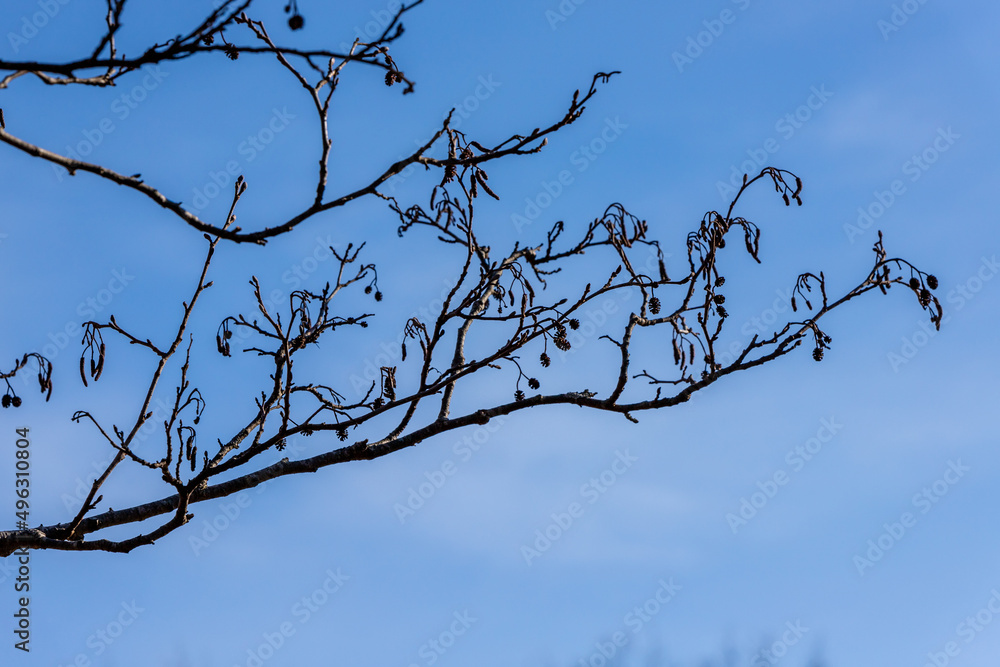 Silhouette of an alder tree Alnus branches and small cones catkins at autumn/winter/spring. Alder twig with female dry cones against blue sky background. Alder tree cones and catkins at early spring Silhouette of an alder tree Alnus branches and small cones catkins at autumn/winter/spring. Alder twig with female dry cones against blue sky background. Alder tree cones and catkins at early spring