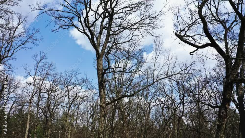 Bare tree trunks without leaves against a blue sky with white clouds aerial view Bare tree trunks without leaves against a blue sky with white clouds aerial view