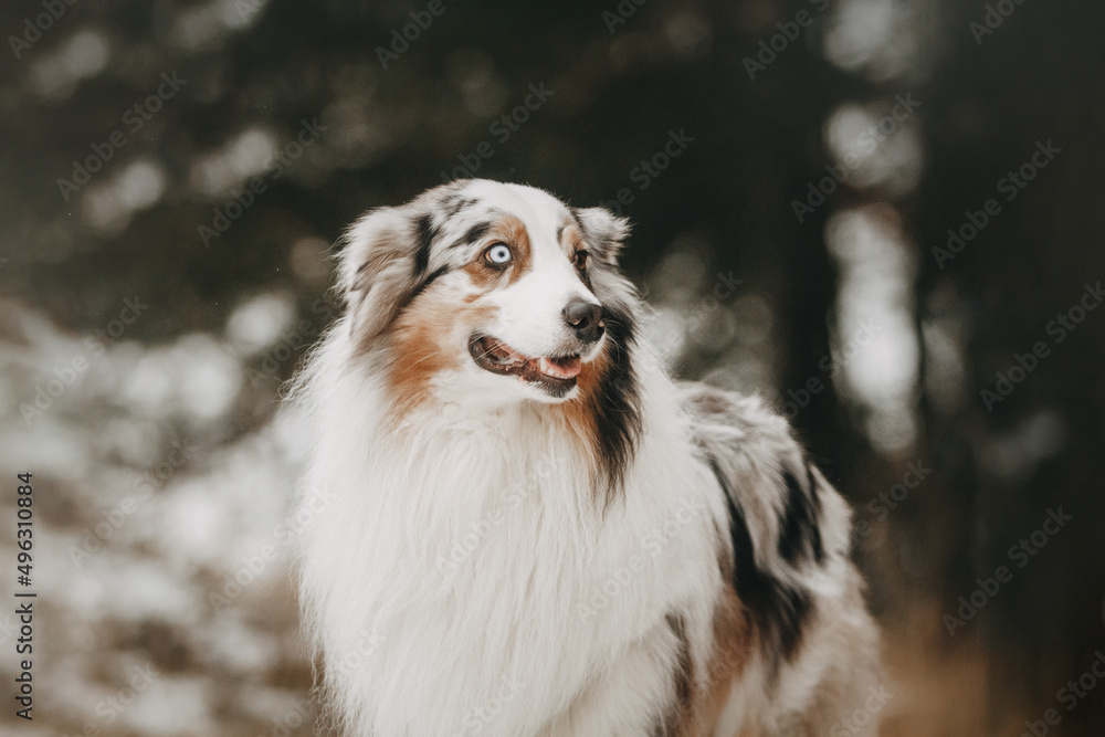 Fototapeta premium australian shepherd dog in a beautiful forest