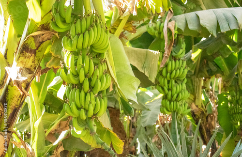 plantation of green bananas in sunny day