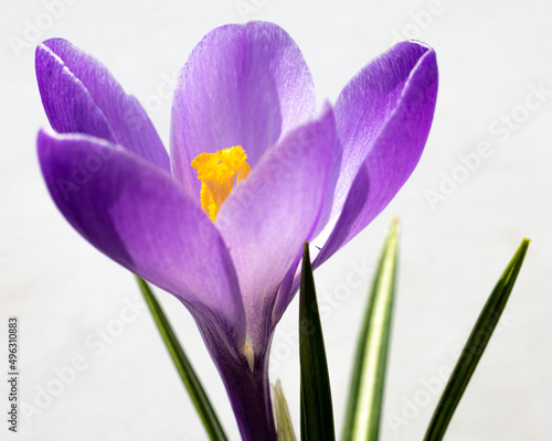 Fototapeta Naklejka Na Ścianę i Meble -  purple crocus flowers