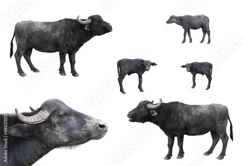 collage Carpathian buffalo isolated on a white background photo