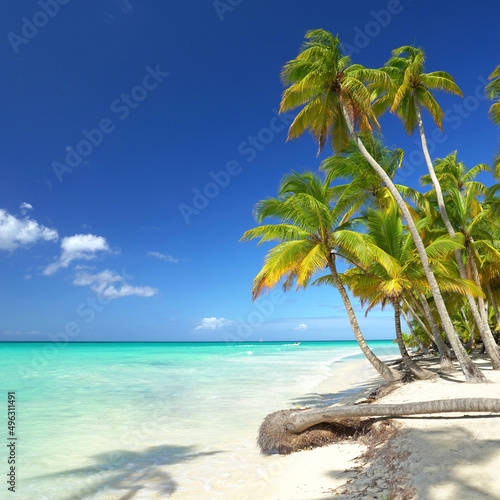 palmunges  umter Strand am Meer 
