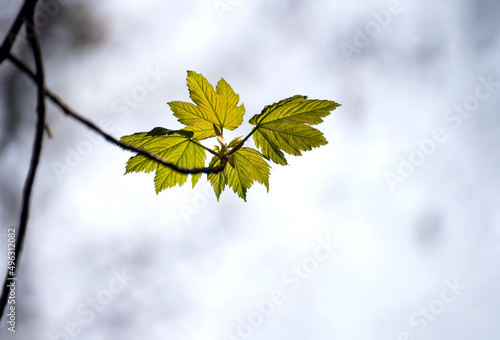 Closeup of young maple leaves growing on tree branch at spring