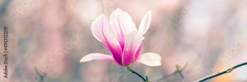 Magnolia tree blossom in spring, purple flower on soft blurred background with sunshine